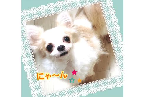 販売中のチワワ(ロングコート)の親犬
