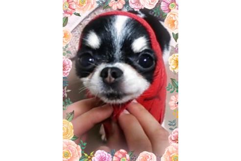 販売中のチワワ(ロングコート)の親犬