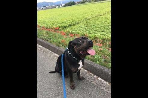 販売中のアメリカンピットブルテリアの親犬