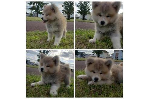 北海道の秋田犬 男の子 19 07 17生まれ レッド系 子犬id ブリーダーナビ