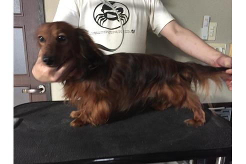 販売中のカニンヘンダックスフンド(ロングヘアード)の親犬