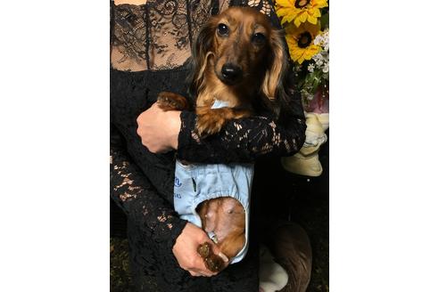販売中のカニンヘンダックスフンド(ロングヘアード)の親犬