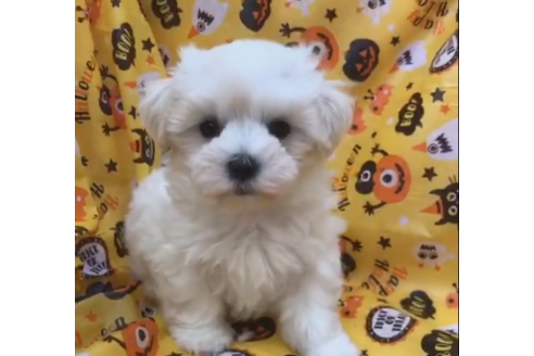 茨城県のマルチーズ 男の子 19 08 14生まれ ホワイト 子犬id ブリーダーナビ