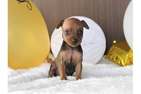 大阪府のミニチュアピンシャー ミニピン 男の子 19 08 24生まれ レッド 子犬id 796 ブリーダーナビ