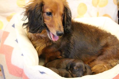 販売中のカニンヘンダックスフンド(ロングヘアード)の親犬