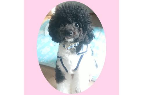 販売中のタイニープードルの親犬