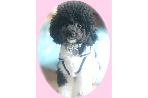 販売中のタイニープードルの親犬