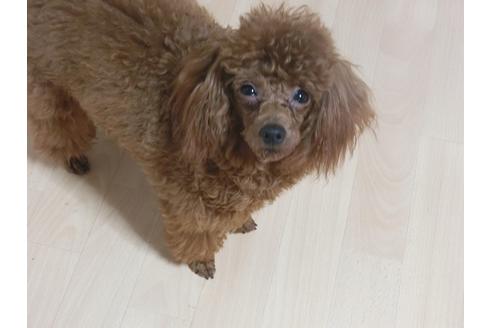 販売中のトイプードルの親犬