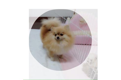 販売中のポメラニアンの親犬