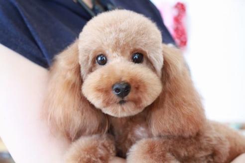 販売中のトイプードルの親犬