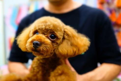 販売中のトイプードルの親犬