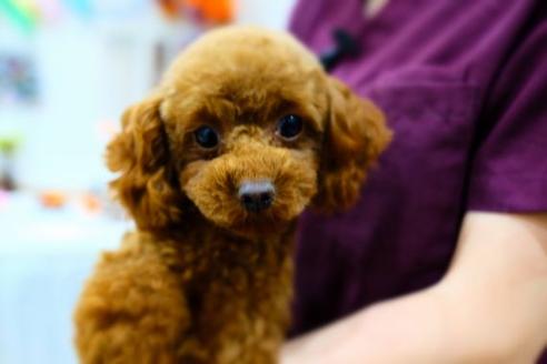 販売中のトイプードルの親犬