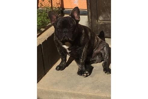 販売中のフレンチブルドッグの親犬