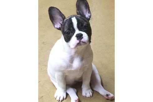 販売中のフレンチブルドッグの親犬