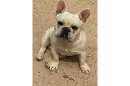 販売中のフレンチブルドッグの親犬