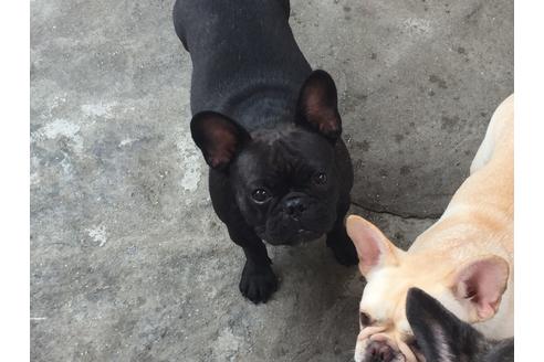 販売中のフレンチブルドッグの親犬