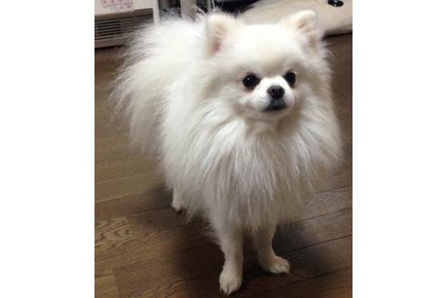 販売中のポメラニアンの親犬