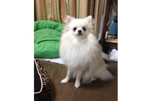 販売中のポメラニアンの親犬