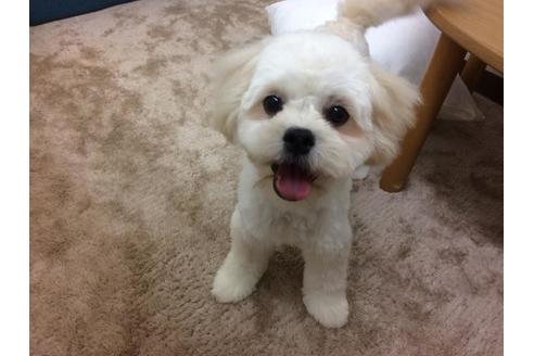 販売中のミックス犬の親犬