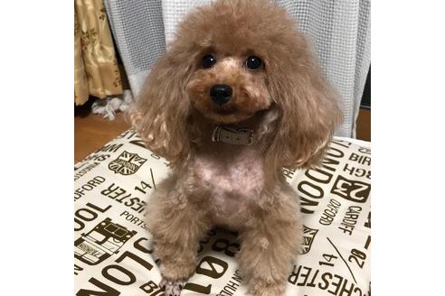 販売中のティーカッププードルの親犬