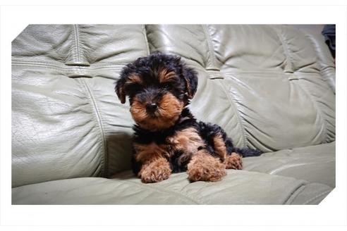 岡山県のミックス ヨープー ヨークシャーテリア トイプードル 男の子 19 08 17生まれ ブラックタン 子犬id ブリーダーナビ