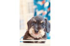 上杉正道ブリーダー