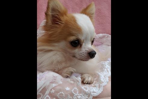 販売中のチワワ(ロングコート)の親犬
