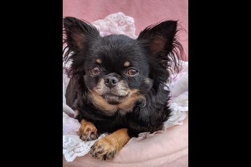 販売中のチワワ(ロングコート)の親犬
