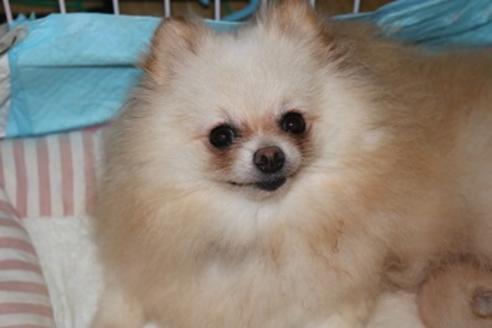 販売中のポメラニアンの親犬