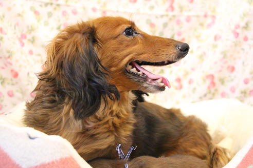 販売中のカニンヘンダックスフンド(ロングヘアード)の親犬