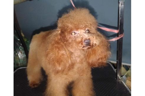 販売中のトイプードルの親犬