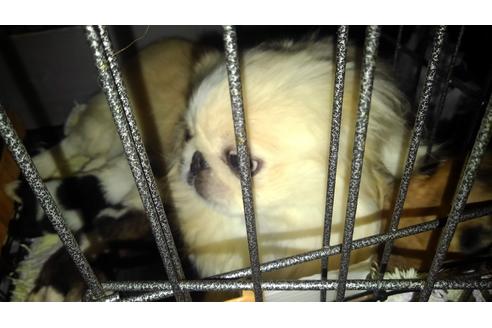 販売中のペキニーズの親犬