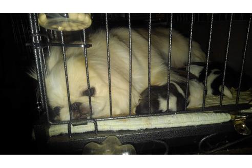 販売中のペキニーズの親犬