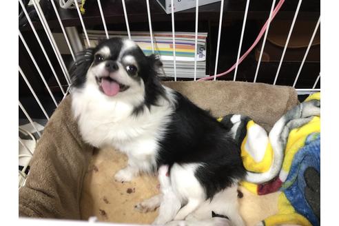 販売中のチワワ(ロングコート)の親犬