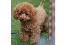 犬の写真19枚目