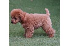 犬の写真20枚目