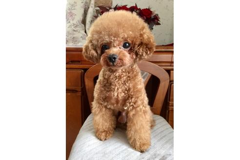 販売中のティーカッププードルの親犬
