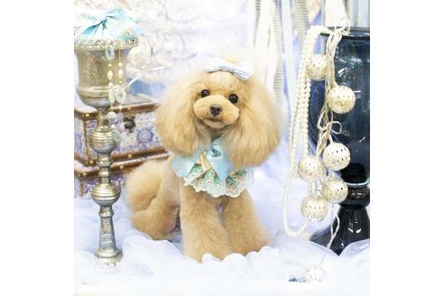 販売中のティーカッププードルの親犬