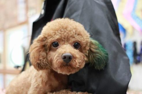 販売中のトイプードルの親犬