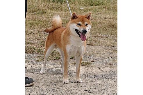 販売中の柴犬の親犬