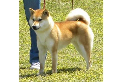 販売中の柴犬の親犬