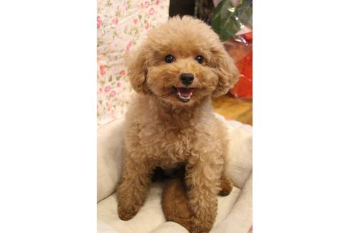 販売中のトイプードルの親犬