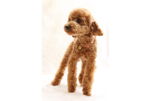 販売中のティーカッププードルの親犬