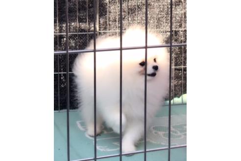 販売中のポメラニアンの親犬
