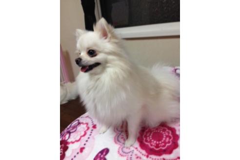 販売中のポメラニアンの親犬