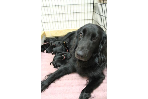販売中のフラットコーテッドレトリーバーの親犬