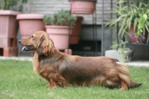 販売中のミニチュアダックスフンド(ロングヘアード)の親犬