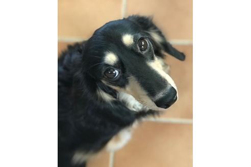 販売中のミニチュアダックスフンド(ロングヘアード)の親犬