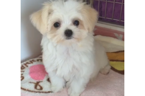 茨城県のマルチーズ 女の子 19 07 31生まれ ホワイト 子犬id ブリーダーナビ