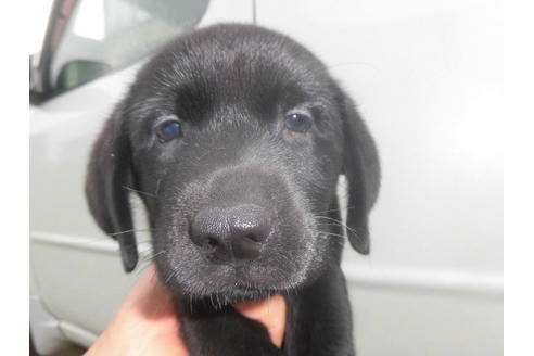 岐阜県でラブラドールレトリーバーの子犬を探す ブリーダーナビ